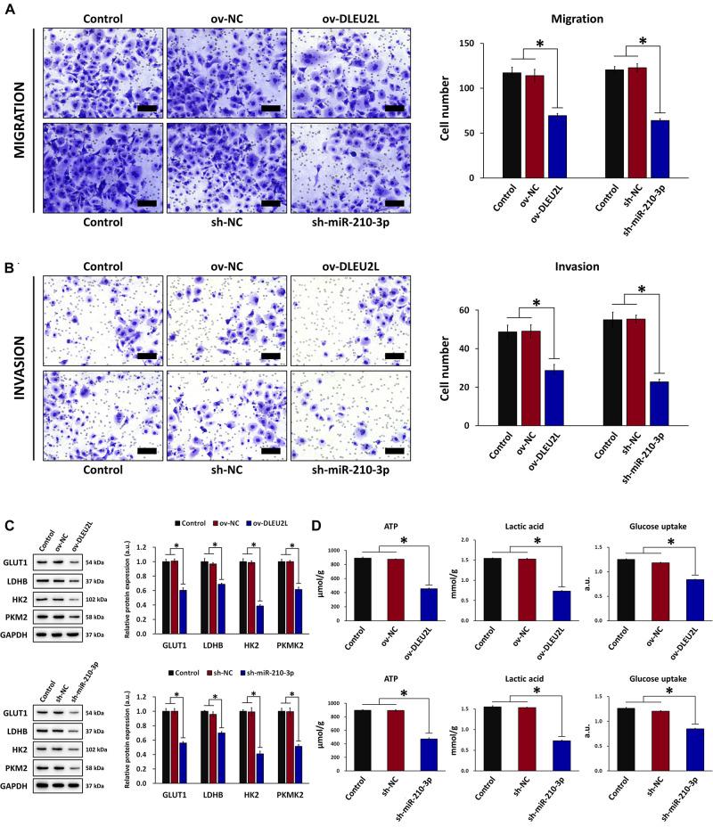 https://cdn.ncbi.nlm.nih.gov/pmc/blobs/b054/8100451/7901945a321e/fmolb-08-645365-g002.jpg