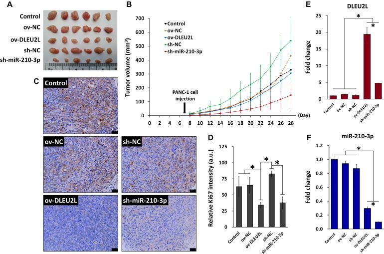 https://cdn.ncbi.nlm.nih.gov/pmc/blobs/b054/8100451/bae16f017510/fmolb-08-645365-g006.jpg