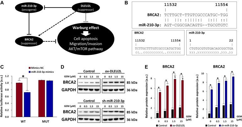 https://cdn.ncbi.nlm.nih.gov/pmc/blobs/b054/8100451/c171e974325d/fmolb-08-645365-g005.jpg