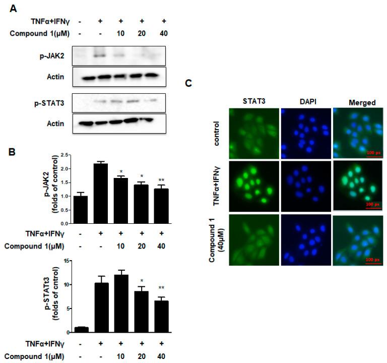 https://cdn.ncbi.nlm.nih.gov/pmc/blobs/b059/9740060/6d432743e3db/ijms-23-14642-g005.jpg