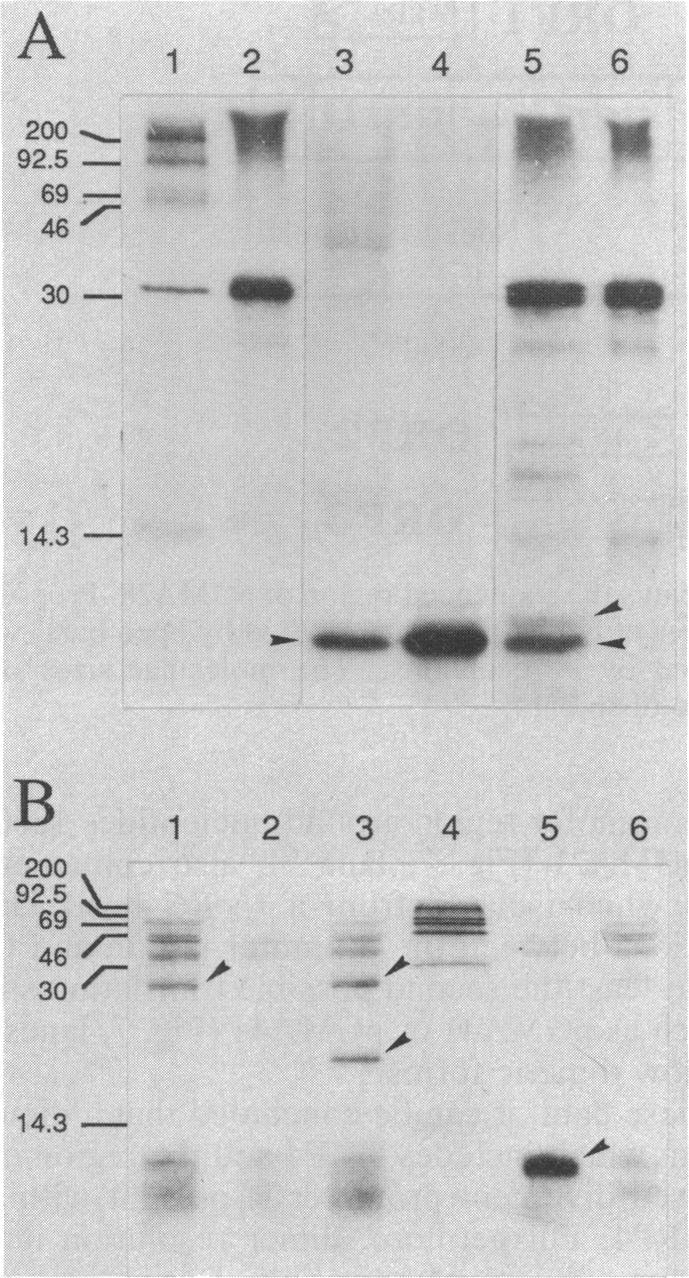 https://cdn.ncbi.nlm.nih.gov/pmc/blobs/b05a/526800/3784f2b96b8d/jbacter00165-0035-a.jpg