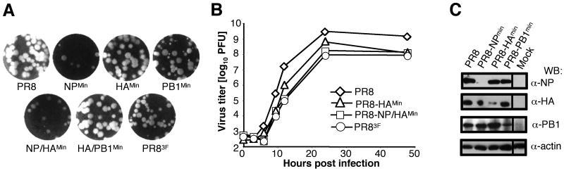https://cdn.ncbi.nlm.nih.gov/pmc/blobs/b05c/2902615/10724a28f506/nihms198456f1.jpg