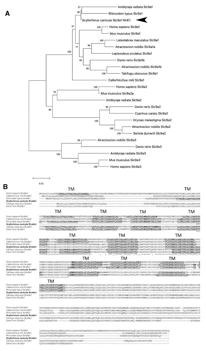 https://cdn.ncbi.nlm.nih.gov/pmc/blobs/b05c/9105869/e693d9b874bf/animals-12-01192-g005.jpg