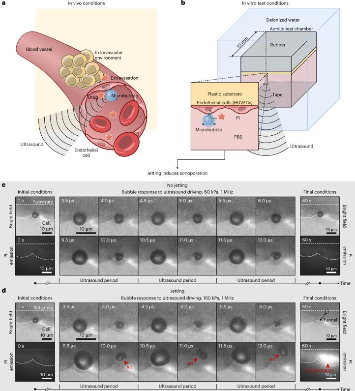 https://cdn.ncbi.nlm.nih.gov/pmc/blobs/b05d/11999868/86b625415abe/41567_2025_2785_Fig1_HTML.jpg