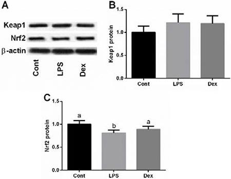 https://cdn.ncbi.nlm.nih.gov/pmc/blobs/b064/5546489/20288e78f5da/oncotarget-08-44410-g004.jpg