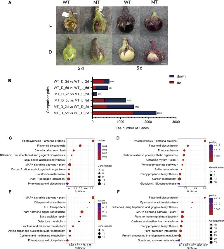 https://cdn.ncbi.nlm.nih.gov/pmc/blobs/b065/10758619/f0836931c114/fpls-14-1282661-g003.jpg