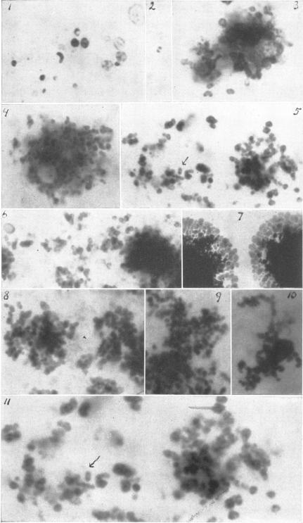 https://cdn.ncbi.nlm.nih.gov/pmc/blobs/b069/526541/d20cbbea8e1e/jbacter00660-0124-a.jpg