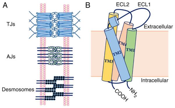 https://cdn.ncbi.nlm.nih.gov/pmc/blobs/b06a/8298996/4fd43da553f2/ol-22-03-12902-g00.jpg
