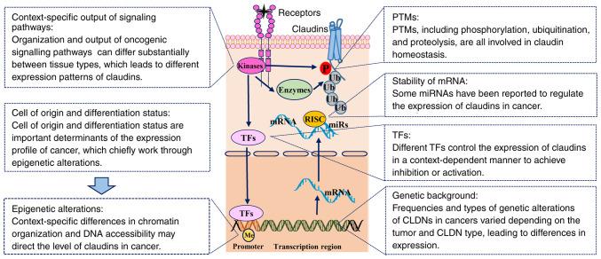 https://cdn.ncbi.nlm.nih.gov/pmc/blobs/b06a/8298996/b1df1cbc69a1/ol-22-03-12902-g03.jpg