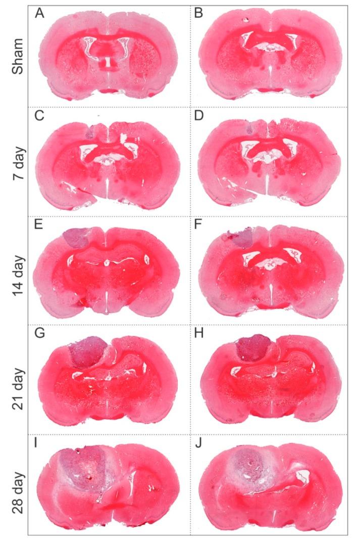 https://cdn.ncbi.nlm.nih.gov/pmc/blobs/b06d/7038138/6d50d03f6d7e/ijms-21-00958-g006.jpg