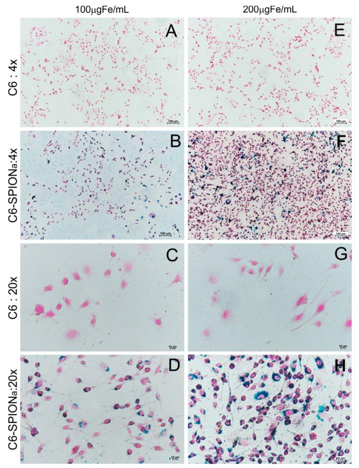 https://cdn.ncbi.nlm.nih.gov/pmc/blobs/b06d/7038138/fd74f9eea480/ijms-21-00958-g003.jpg