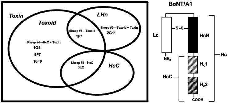 https://cdn.ncbi.nlm.nih.gov/pmc/blobs/b06e/3528263/d903c1d6423f/toxins-04-01565-g001.jpg