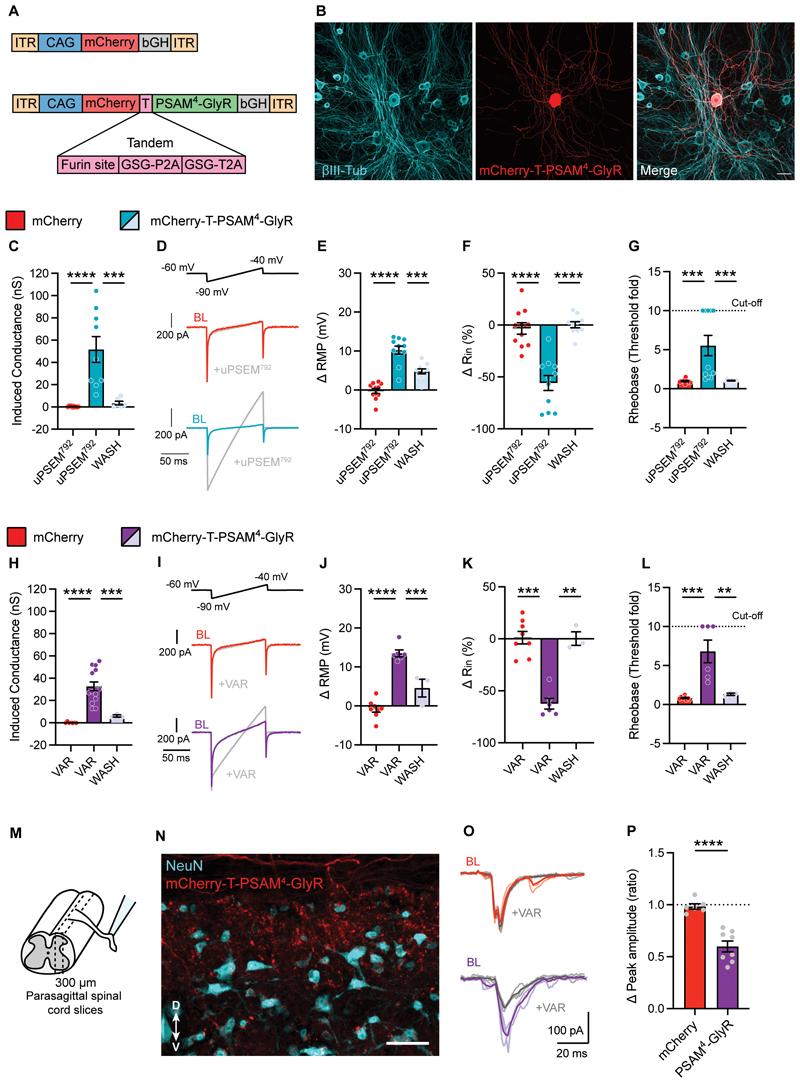 https://cdn.ncbi.nlm.nih.gov/pmc/blobs/b06f/7615191/536f9aa7be07/EMS189055-f001.jpg