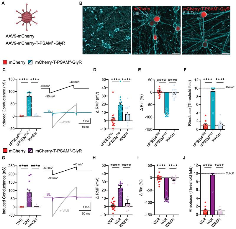 https://cdn.ncbi.nlm.nih.gov/pmc/blobs/b06f/7615191/c9f3aec41867/EMS189055-f005.jpg