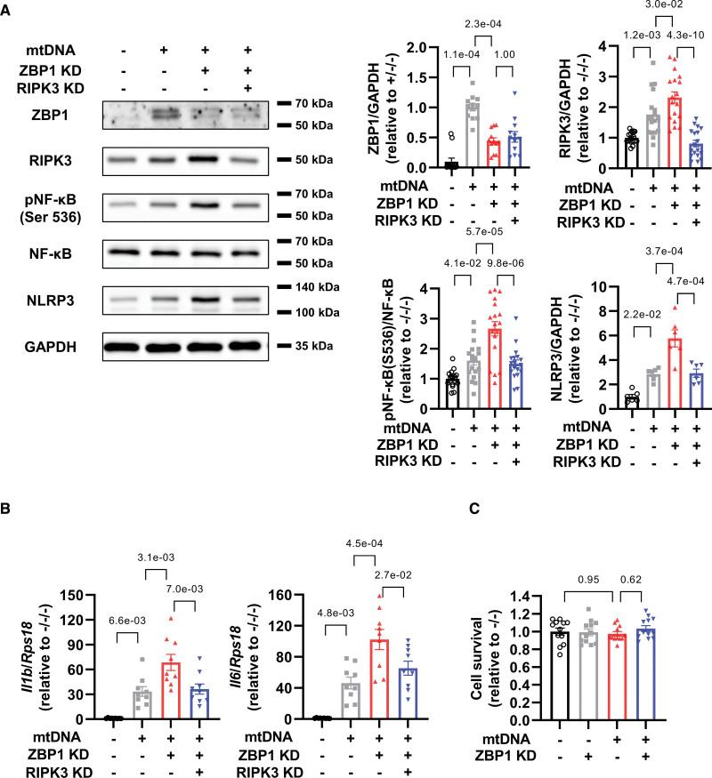 https://cdn.ncbi.nlm.nih.gov/pmc/blobs/b070/10144299/e7cd5be265cf/res-132-1110-g003.jpg