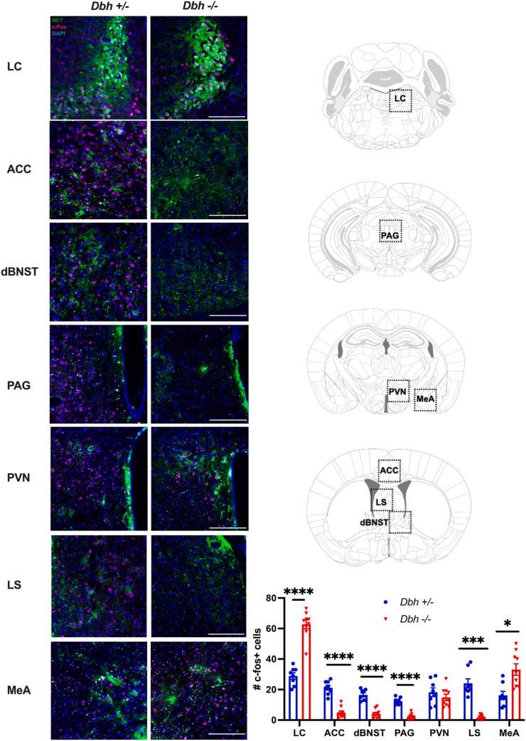 https://cdn.ncbi.nlm.nih.gov/pmc/blobs/b072/10873756/1da09bfaa85f/gr6.jpg