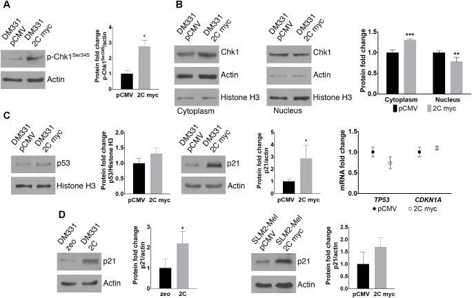 https://cdn.ncbi.nlm.nih.gov/pmc/blobs/b072/6123356/66479e8bc2dd/fcell-06-00101-g008.jpg