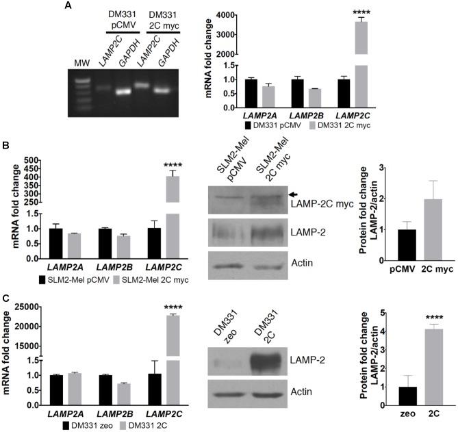 https://cdn.ncbi.nlm.nih.gov/pmc/blobs/b072/6123356/ac29e20c028c/fcell-06-00101-g002.jpg