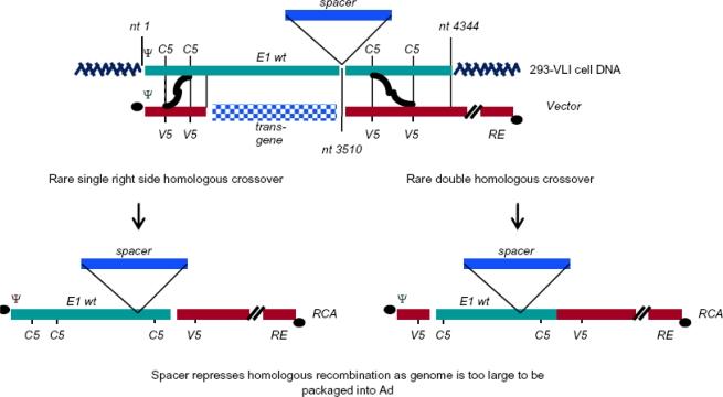 https://cdn.ncbi.nlm.nih.gov/pmc/blobs/b074/3185730/089336d296a6/viruses-02-01681f4.jpg
