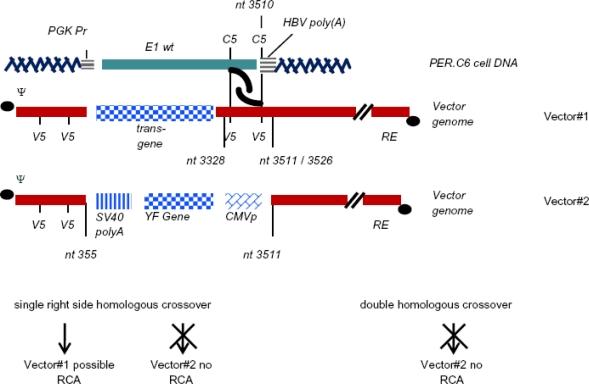 https://cdn.ncbi.nlm.nih.gov/pmc/blobs/b074/3185730/1de604557a77/viruses-02-01681f3.jpg