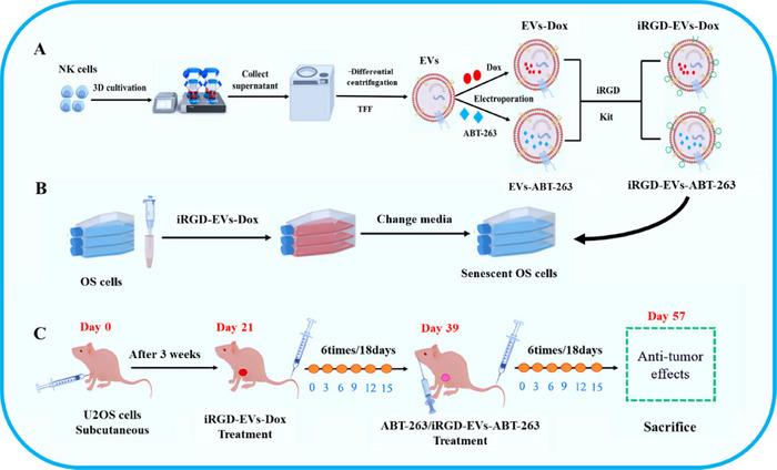 https://cdn.ncbi.nlm.nih.gov/pmc/blobs/b076/12281467/82f251b5ed0d/JEV2-14-e70123-g001.jpg