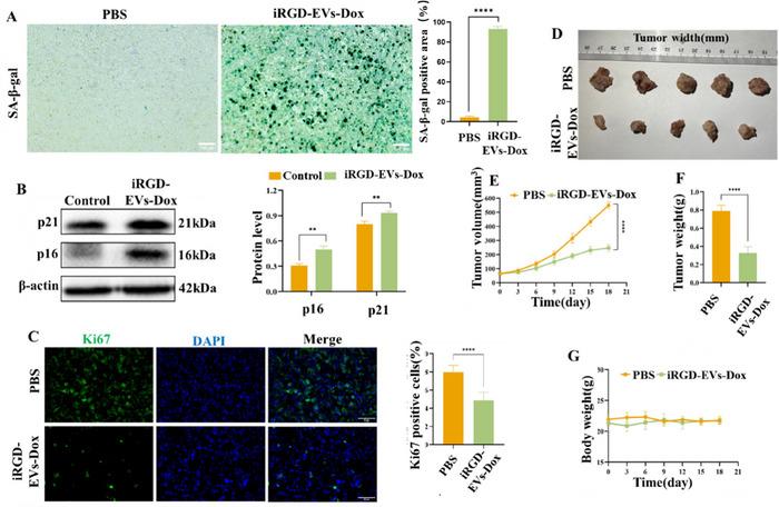 https://cdn.ncbi.nlm.nih.gov/pmc/blobs/b076/12281467/c60ffcbc6d74/JEV2-14-e70123-g006.jpg