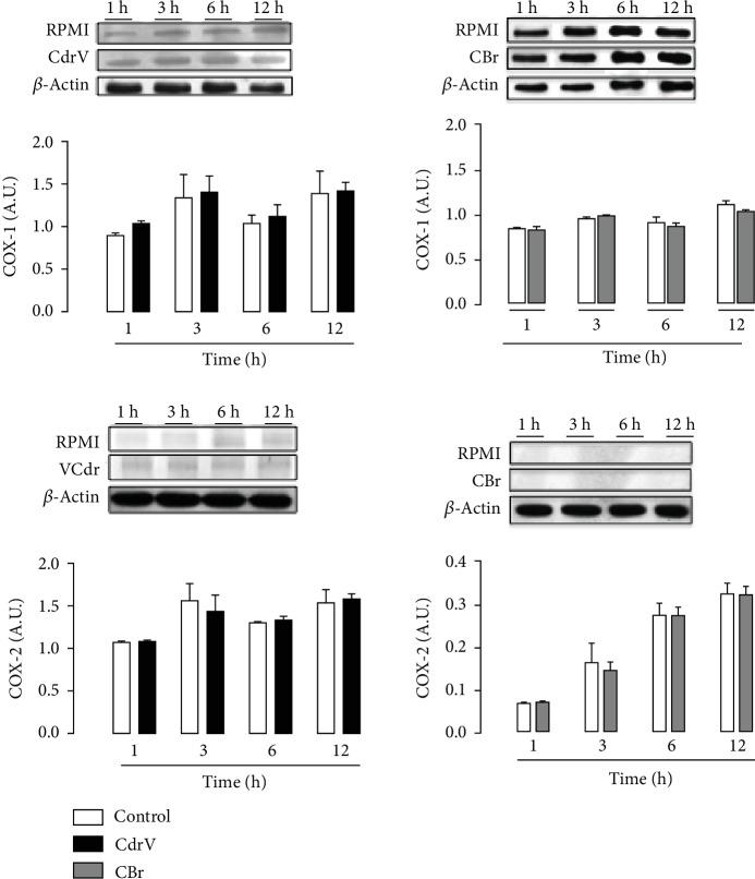https://cdn.ncbi.nlm.nih.gov/pmc/blobs/b077/6875421/356a3e62cc4a/JIR2019-2745286.008.jpg
