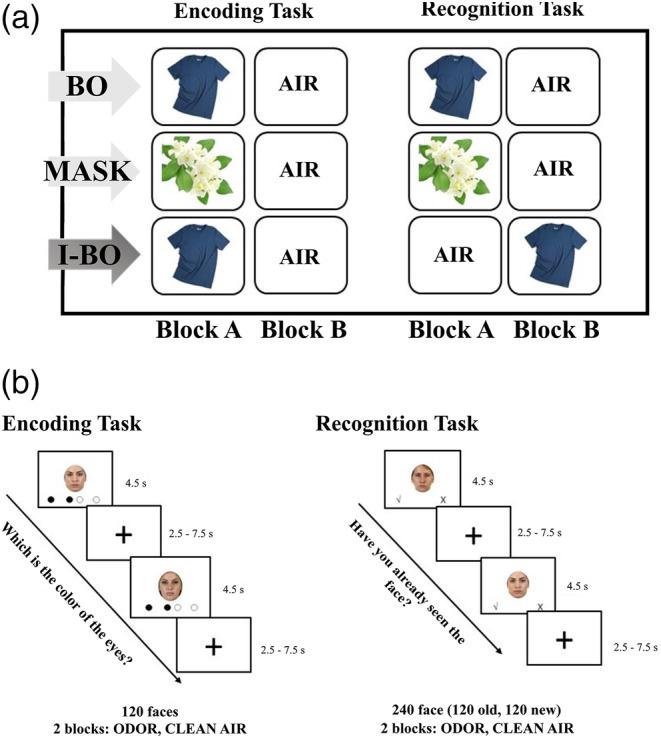 https://cdn.ncbi.nlm.nih.gov/pmc/blobs/b07a/7268037/a94d5e774f27/HBM-41-1904-g001.jpg