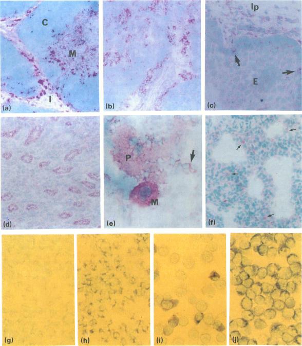 https://cdn.ncbi.nlm.nih.gov/pmc/blobs/b07b/1384256/926c23f9dfe9/immunology00131-0089-a.jpg
