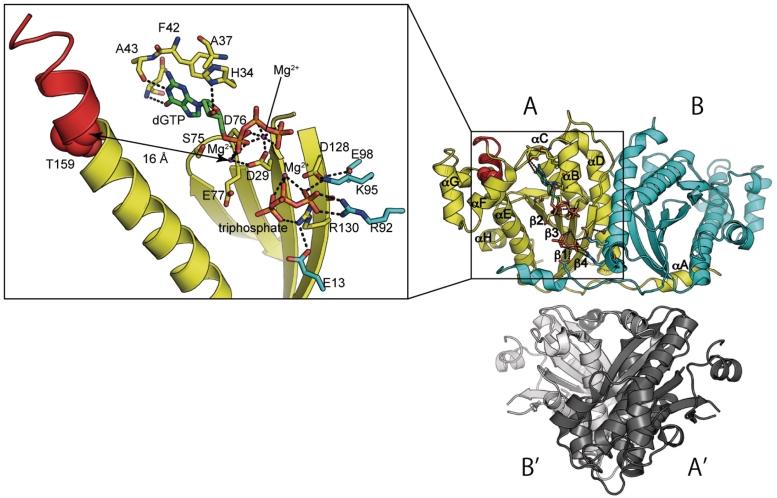 https://cdn.ncbi.nlm.nih.gov/pmc/blobs/b07b/3245924/d1aadb49e05e/gkr696f4.jpg