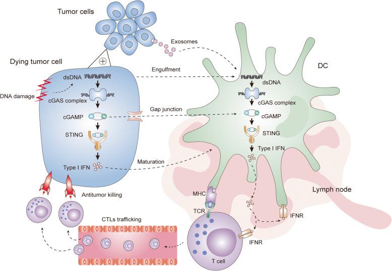 https://cdn.ncbi.nlm.nih.gov/pmc/blobs/b07b/7450599/2caddb8ddc2b/12943_2020_1250_Fig2_HTML.jpg