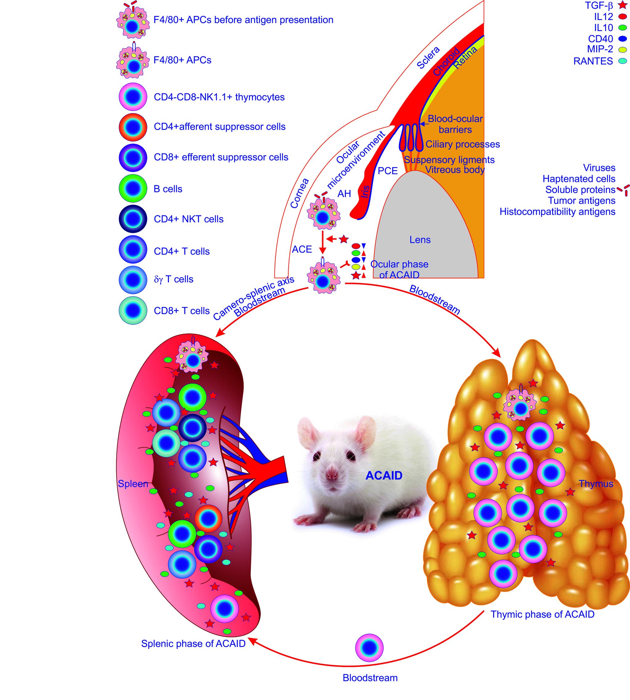 https://cdn.ncbi.nlm.nih.gov/pmc/blobs/b07e/11381035/5752edfad172/physrev.00024.2023_f003.jpg