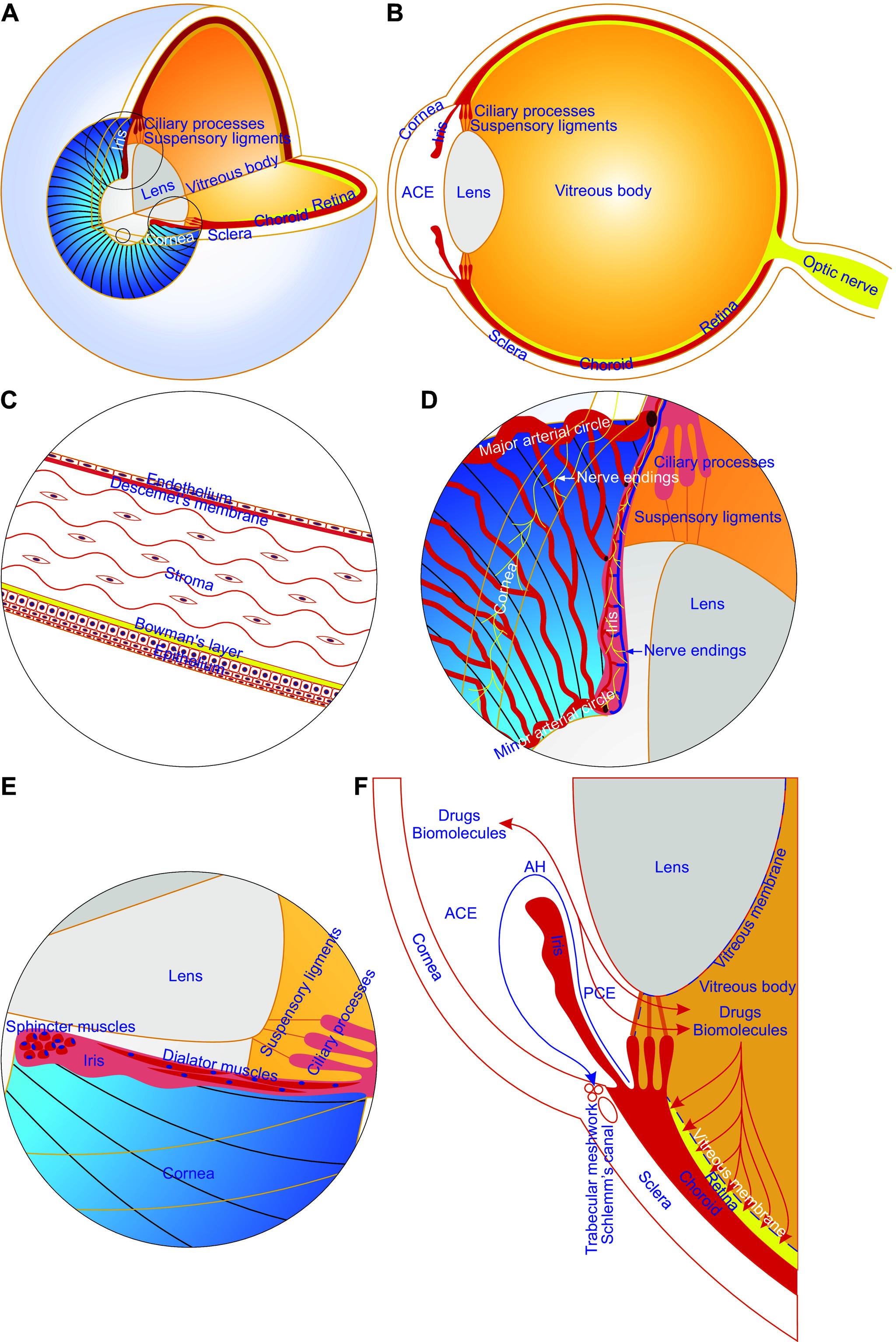 https://cdn.ncbi.nlm.nih.gov/pmc/blobs/b07e/11381035/84d58d963931/physrev.00024.2023_f001.jpg