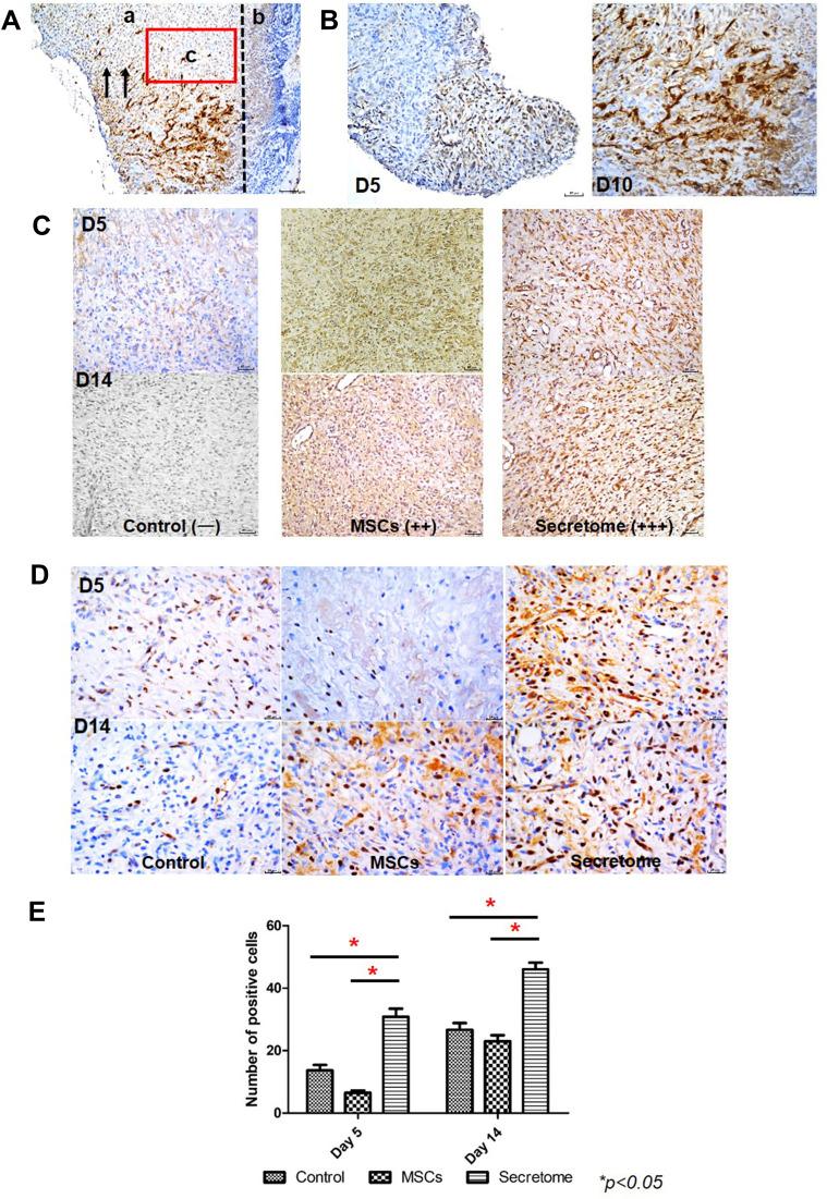 https://cdn.ncbi.nlm.nih.gov/pmc/blobs/b07f/8255652/f5c3596842fb/CCID-14-753-g0003.jpg