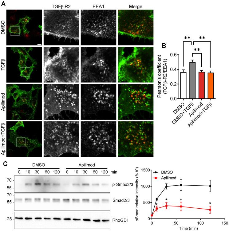 https://cdn.ncbi.nlm.nih.gov/pmc/blobs/b080/8120213/3a675415198e/thnov11p6491g007.jpg