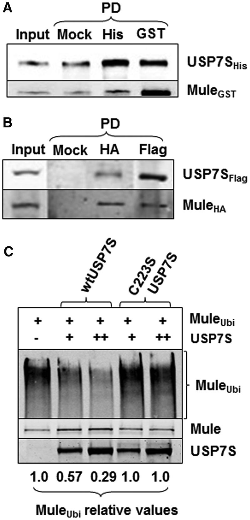 https://cdn.ncbi.nlm.nih.gov/pmc/blobs/b081/3561956/087ba7a27b38/gks1359f1p.jpg
