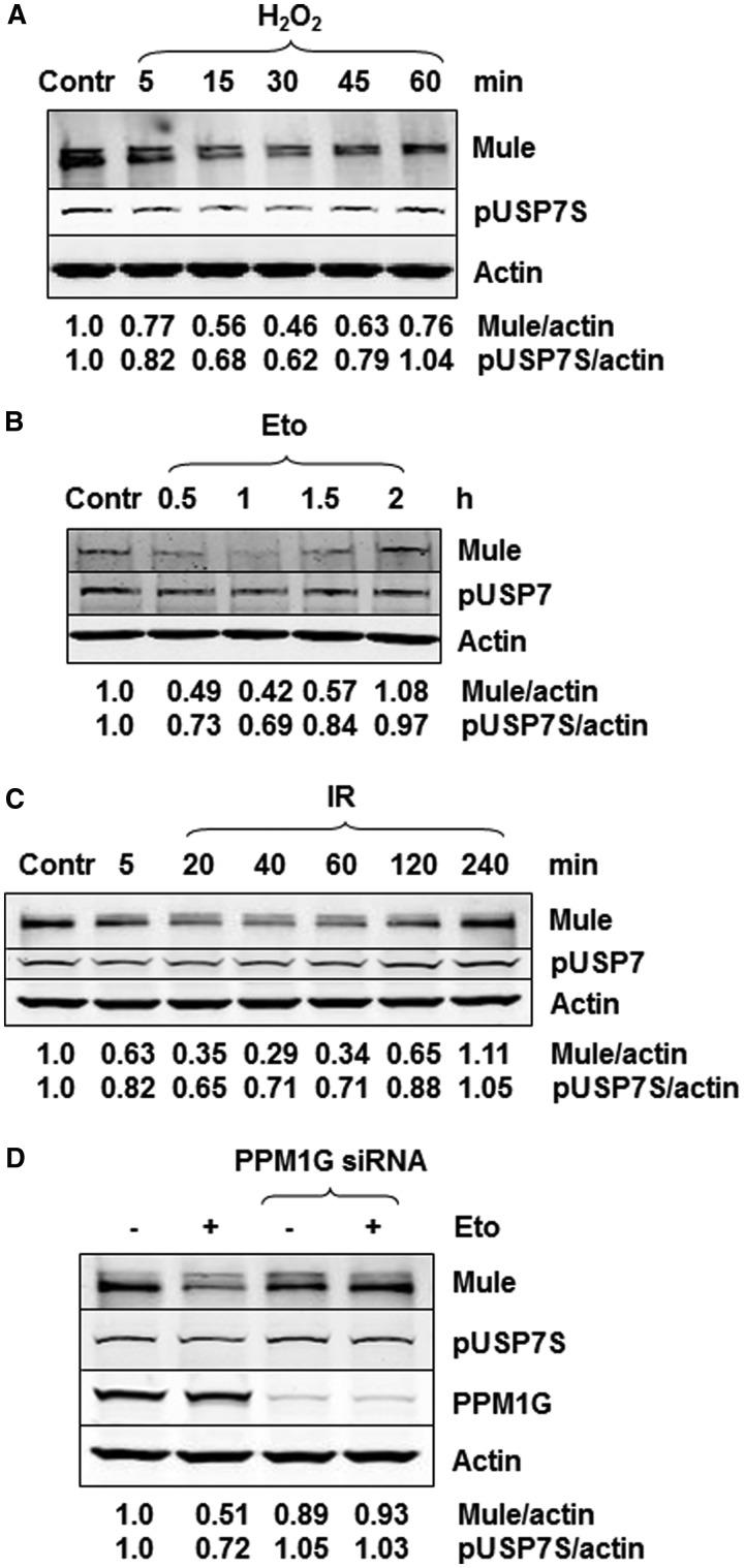 https://cdn.ncbi.nlm.nih.gov/pmc/blobs/b081/3561956/d4b2c70aecbd/gks1359f3p.jpg