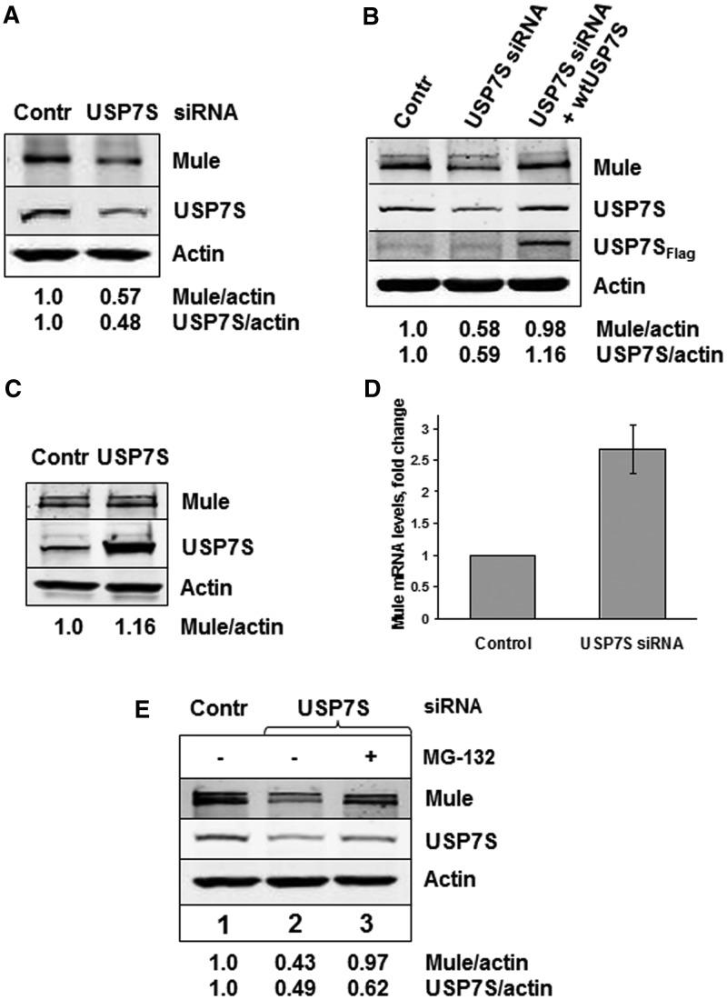 https://cdn.ncbi.nlm.nih.gov/pmc/blobs/b081/3561956/e9f5584fc1b4/gks1359f2p.jpg