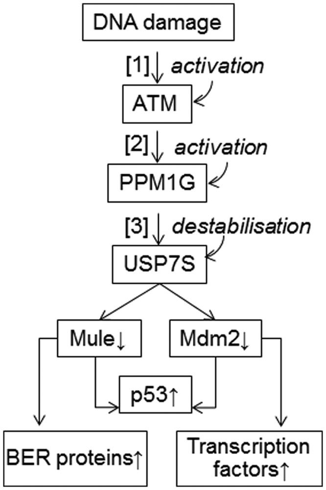https://cdn.ncbi.nlm.nih.gov/pmc/blobs/b081/3561956/ed339660be4e/gks1359f5p.jpg