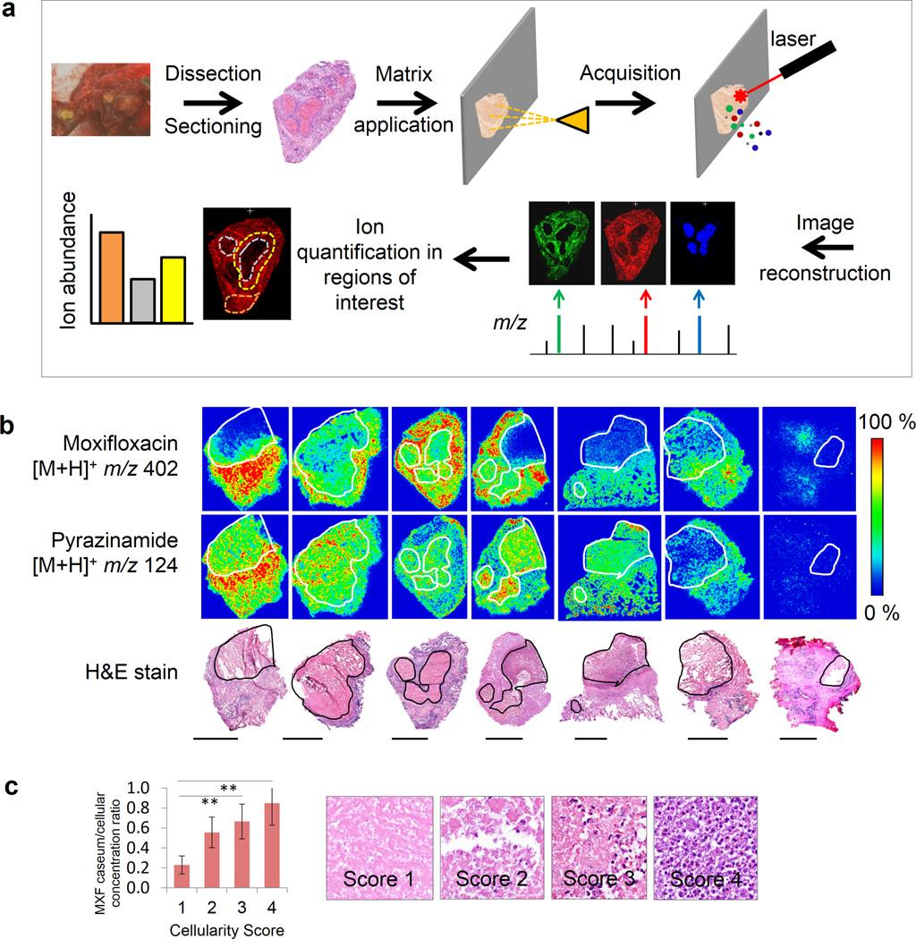 https://cdn.ncbi.nlm.nih.gov/pmc/blobs/b081/4598290/ba48a423e606/nihms714150f2.jpg