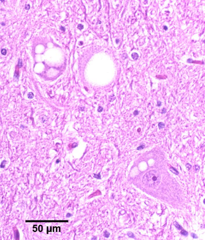 https://cdn.ncbi.nlm.nih.gov/pmc/blobs/b08f/4913561/4d1a5a217f2d/JVIM-30-813-g001.jpg
