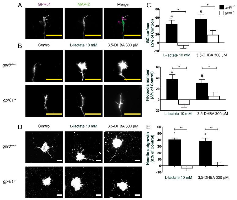 https://cdn.ncbi.nlm.nih.gov/pmc/blobs/b094/8303161/803067a08752/cells-10-01640-g002.jpg