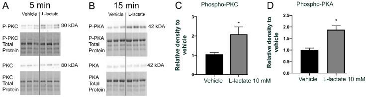 https://cdn.ncbi.nlm.nih.gov/pmc/blobs/b094/8303161/e32229e574d5/cells-10-01640-g004.jpg