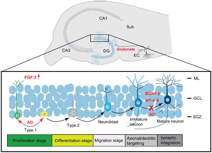 https://cdn.ncbi.nlm.nih.gov/pmc/blobs/b094/9599095/5188bba7cf1d/biomolecules-12-01409-g001.jpg