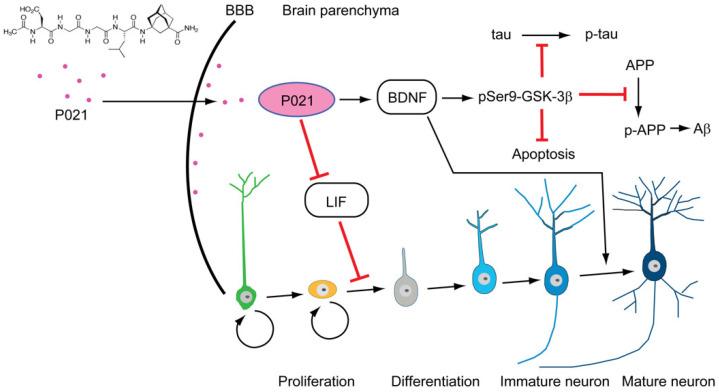 https://cdn.ncbi.nlm.nih.gov/pmc/blobs/b094/9599095/cc3e293aed17/biomolecules-12-01409-g003.jpg