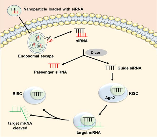 https://cdn.ncbi.nlm.nih.gov/pmc/blobs/b095/10040933/5f6612cddf0d/10555_2023_10099_Fig1_HTML.jpg