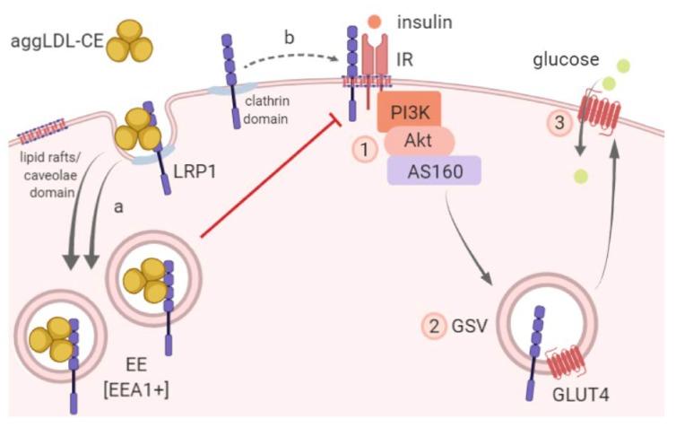 https://cdn.ncbi.nlm.nih.gov/pmc/blobs/b095/7016900/18abb5bbfe9f/cells-09-00182-g006.jpg