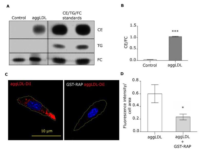 https://cdn.ncbi.nlm.nih.gov/pmc/blobs/b095/7016900/b8e7b86dc5ae/cells-09-00182-g001.jpg