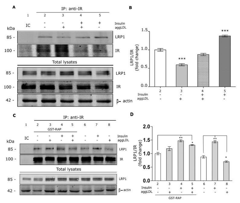 https://cdn.ncbi.nlm.nih.gov/pmc/blobs/b095/7016900/eb2eebceca91/cells-09-00182-g003.jpg