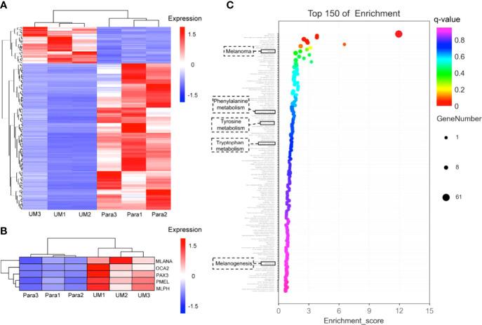 https://cdn.ncbi.nlm.nih.gov/pmc/blobs/b095/9354715/875cea82d50c/fonc-12-891282-g006.jpg